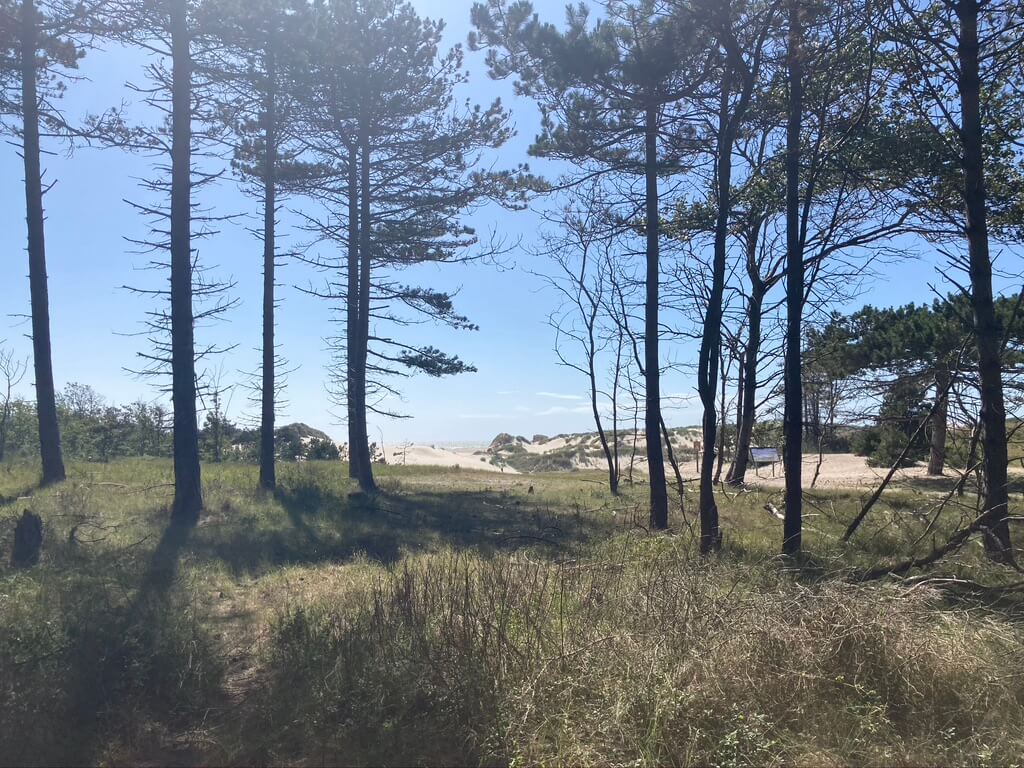 Bosjes bij Kop van Schouwen Duivenland