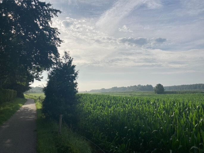 Zuiderzeeroute maisveld en ochtendgloren