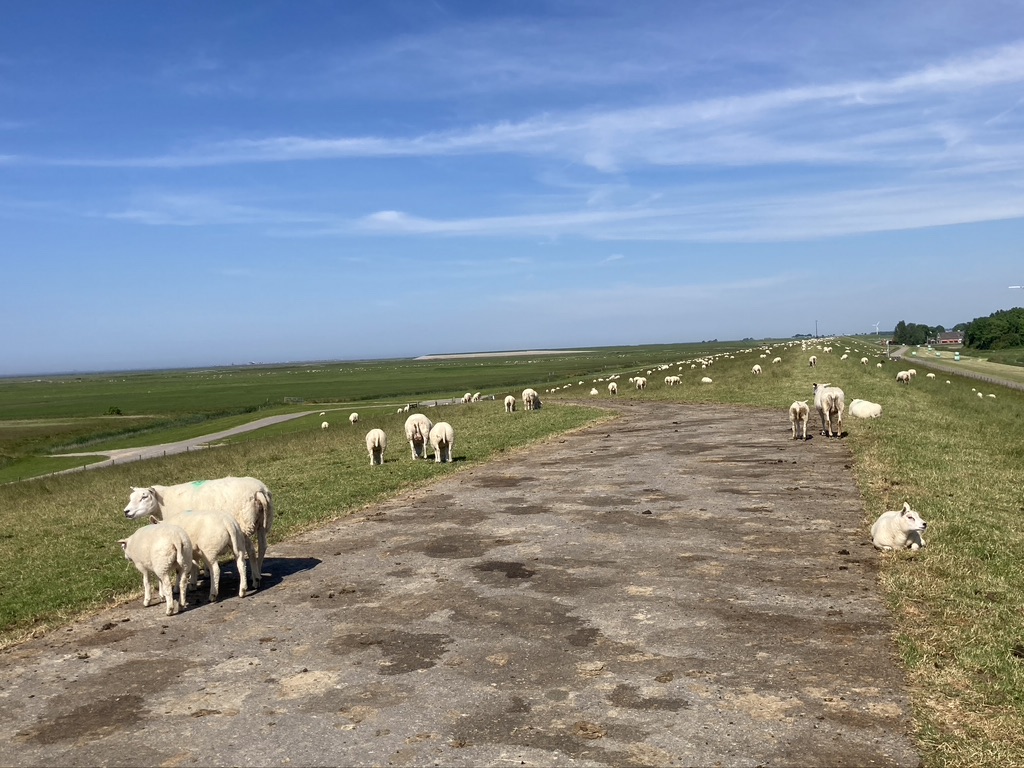 schapen op dijk