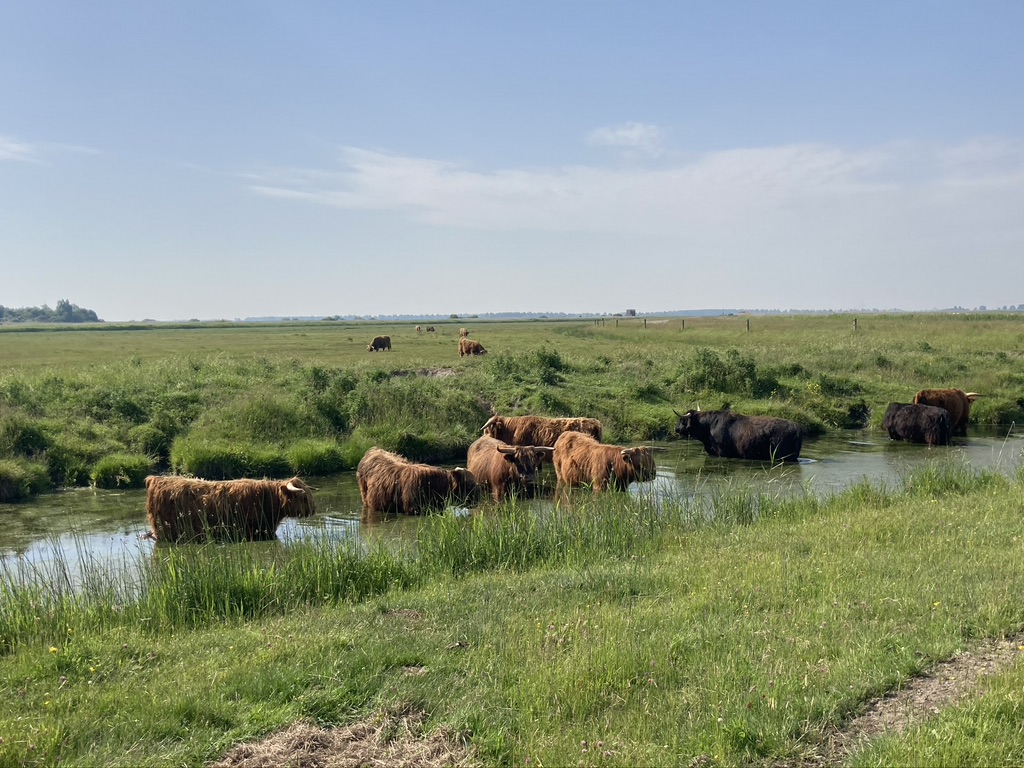 Dieren zoeken verkoeling