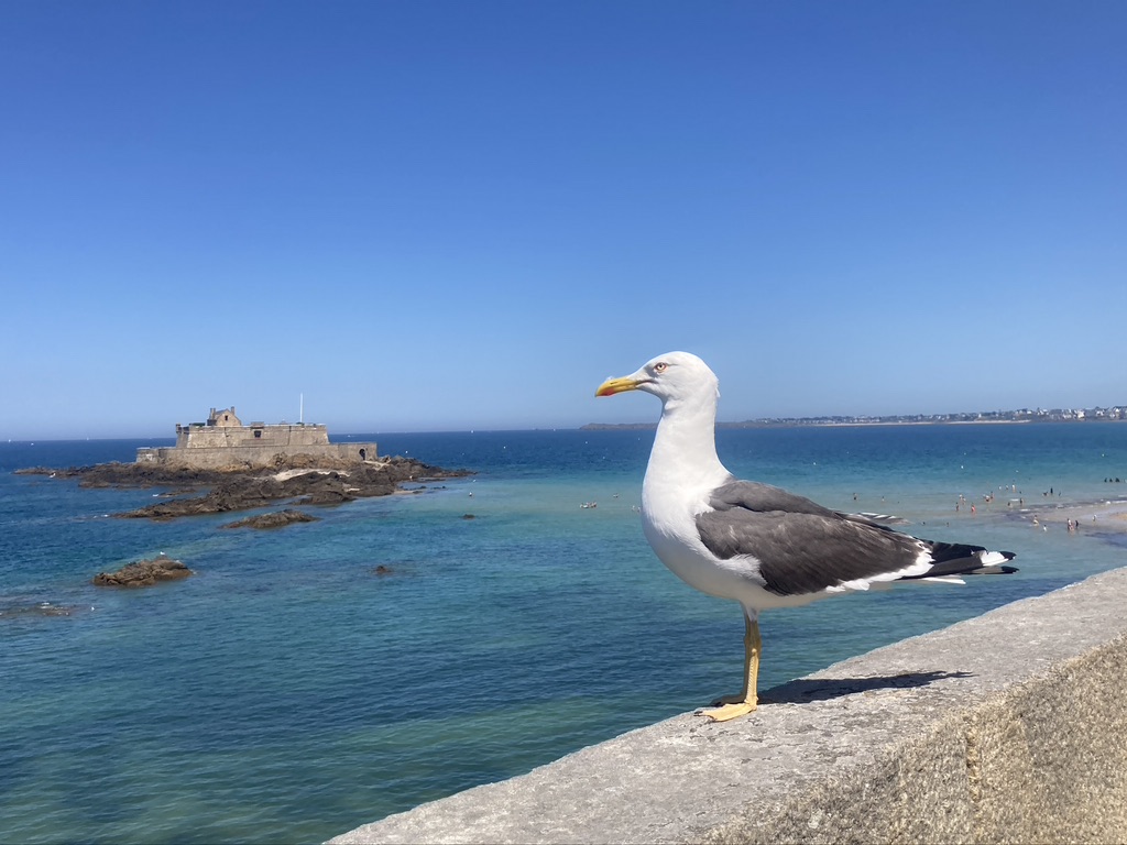 meeuw op de stadsmuur van Saint-Malo