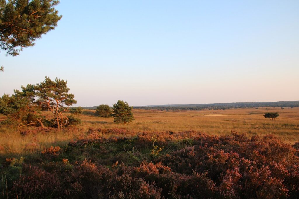 heidelandschap op de Veluwe