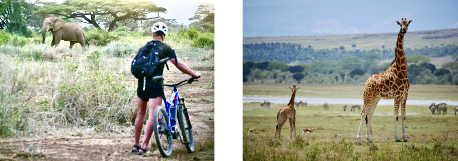 fietser in Afrika met olifant en giraffe