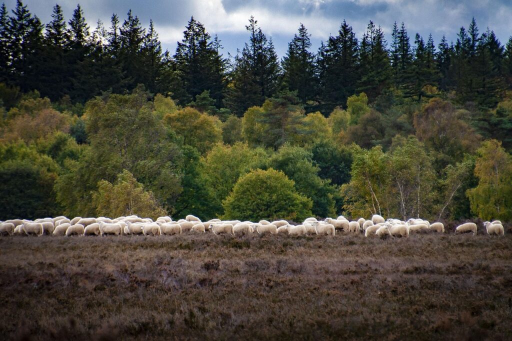 Schapen op de Veluwe Noord