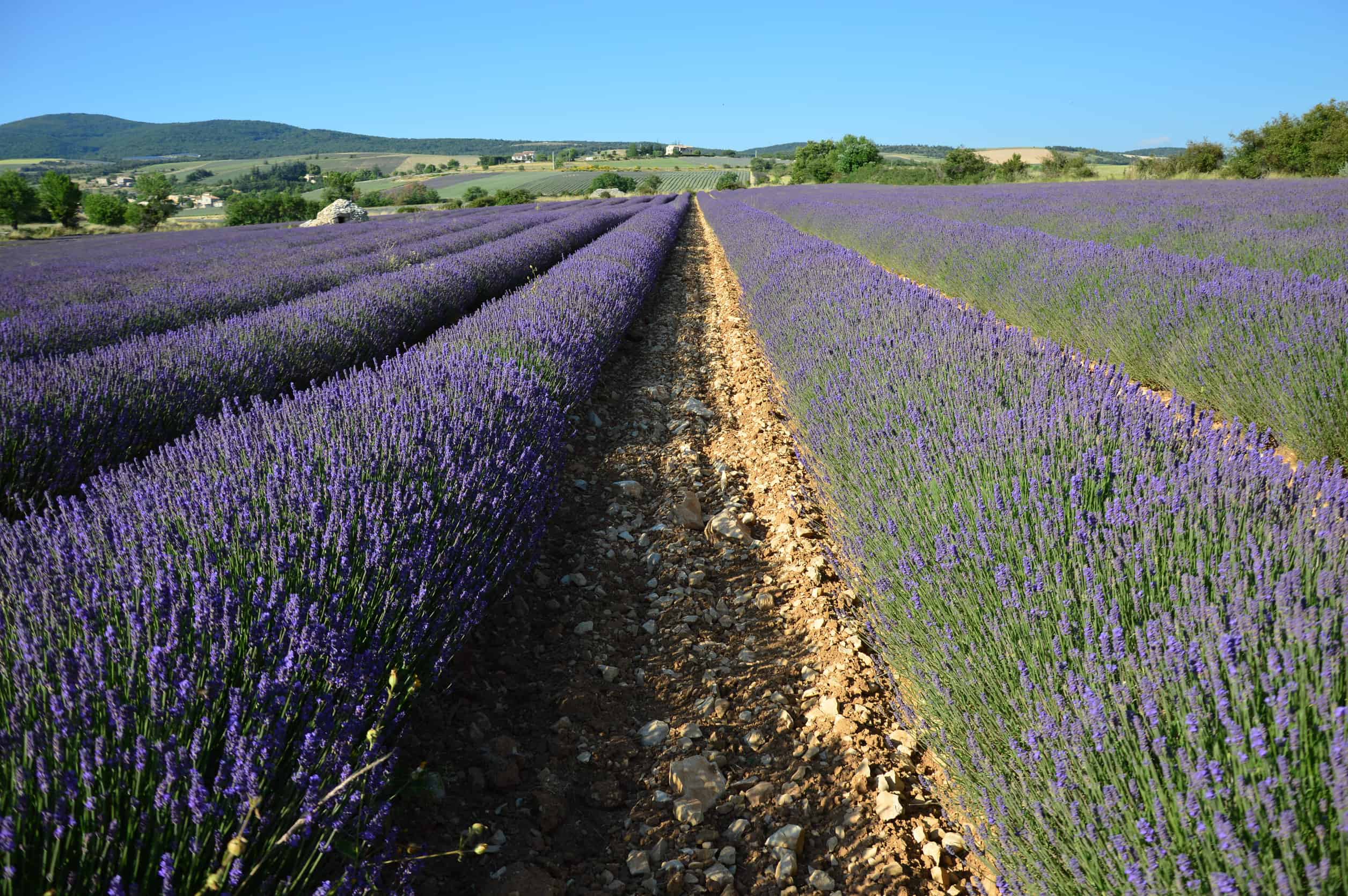 Lavendel in de Provence Frankrijk